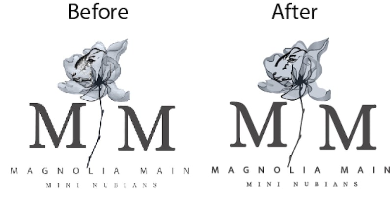May include: The image displays a logo with a floral design above two large, dark gray capital "M" letters. Below the letters, the words "MAGNOLIA MAIN" and "MINI NUBIANS" are written in a smaller font, all against a white background.