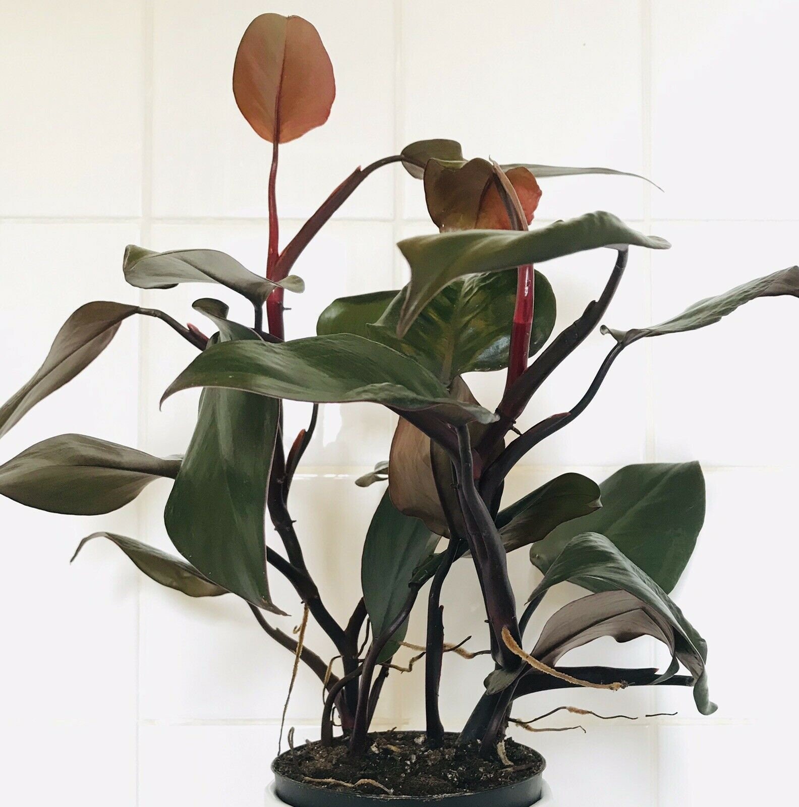 Philodendron New Red Royal Queen Indoor Rare House Plant 1 Etsy Singapore