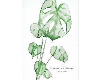 Botanical Print, Plant painting, Cheese plant, Monstera, Botanical Wall Art, Gifts for plant lovers, Valentine’s Day gift, home decor