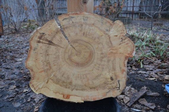 Maple Wood Slab, Maple Slab, Wood Slab, 17 "x 14" x 2 "Table Slab