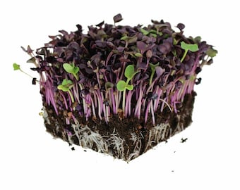 Könnte beinhalten: Nahaufnahme eines quadratischen Blocks mit roten Rotkohl-Mikrogreens, aus denen Wurzeln aus dem Boden wachsen. Die Mikrogreens sind frisch und lebendig, mit einer tief roten Farbe.