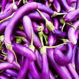 Long Purple Eggplant Seeds | Non-GMO | Heirloom | Fresh Garden Seeds