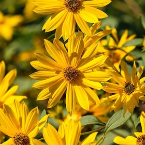 May include: A close-up of a field of bright yellow sunflowers in bloom. The flowers are in various stages of bloom, with some fully open and others still in bud. The sunflowers are growing in a field of green grass.