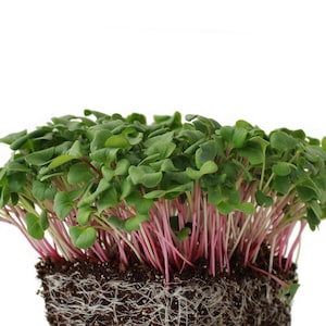 Triton Purple Radish MICROGREEN Seeds | Non-GMO | Heirloom | Seeds for Sprouting