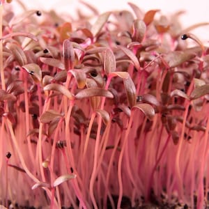 Red Garnet Amaranth MICROGREEN Seeds | Non-GMO | Fresh Microgreen Seeds