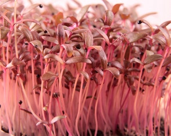 May include: Close-up of a cluster of vibrant red microgreens. The thin stems are densely packed together, creating a textured and colorful display.