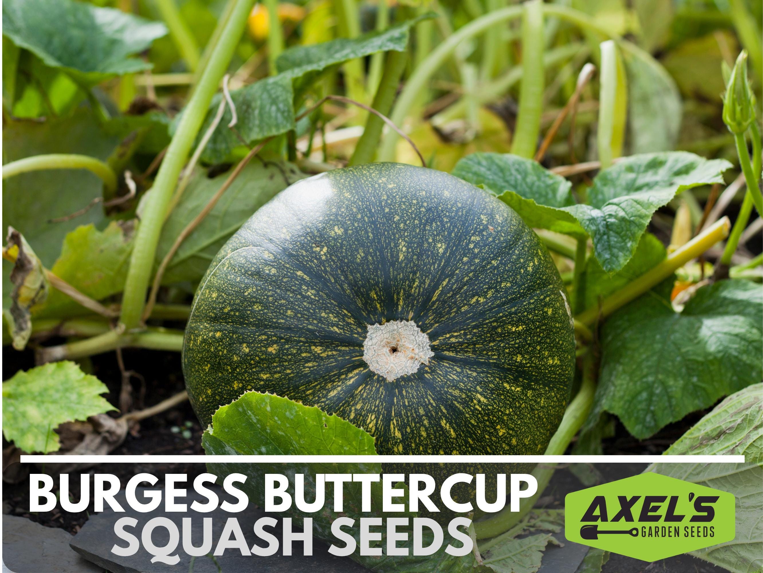 Burgess Buttercup Winter Squash Heirloom Non-gmo Seeds - Etsy
