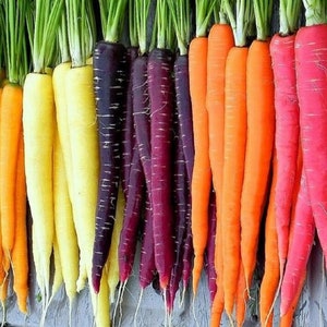 Rainbow Blend Carrot Seeds | Heirloom | Non-GMO | Fresh Garden Seeds