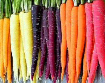 Rainbow Blend Carrot Seeds | Heirloom | Non-GMO | Fresh Garden Seeds