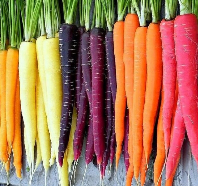 Rainbow Blend Carrot Seeds Heirloom Non-GMO Fresh Garden Seeds image 1