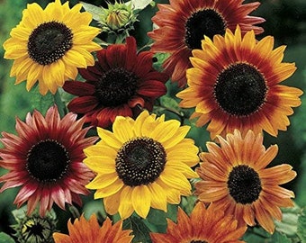 Non-GMO Sunflower Seed Mix  Heirloom Variety  Fresh Garden Seeds