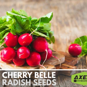 Cherry Belle Radish Heirloom Non-GMO Seeds