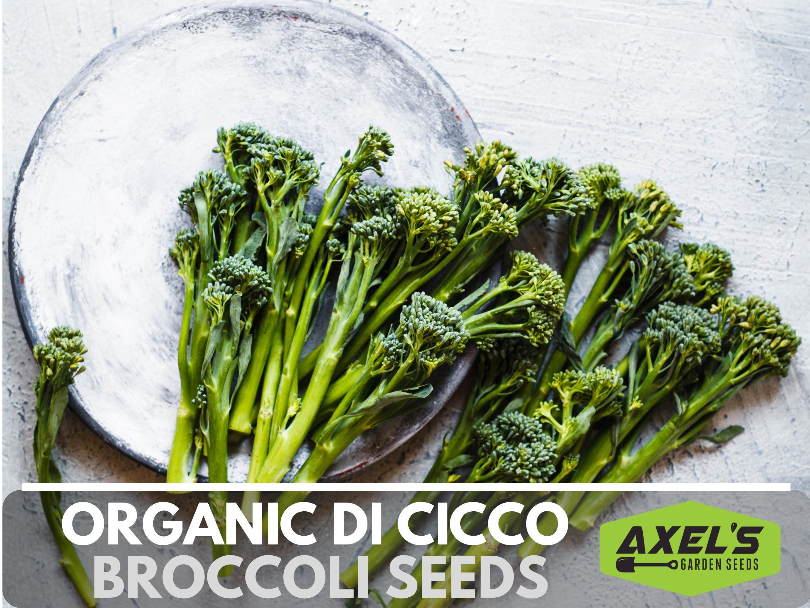 Take A Look About Broccoli Di Ciccio