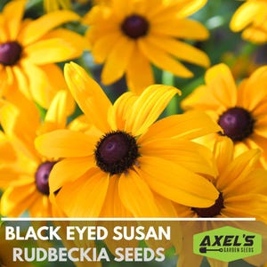 Black-Eyed Susan Flower Seeds, Heirloom, Native, Flower Seeds