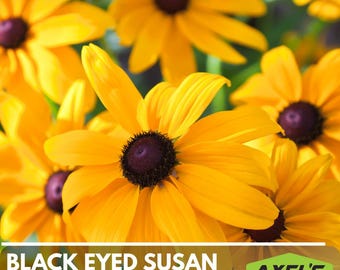 Black-Eyed Susan Flower Seeds, Heirloom, Native, Flower Seeds