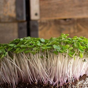 Red Russian Kale MICROGREEN Seeds | Non-GMO | Heirloom | Seeds for Sprouting