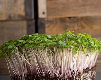 Könnte beinhalten: Nahaufnahme eines Büschels Mikrogreens mit weißen Stielen und grünen Blättern. Die Mikrogreens wachsen in einem kleinen Topf mit dunkelbrauner Erde.
