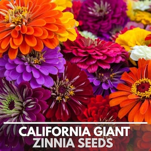 California Giant Zinnia Seeds Heirloom Non-GMO