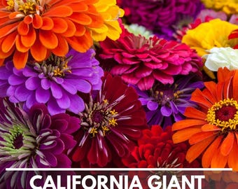 California Giant Zinnia Seeds Heirloom Non-GMO