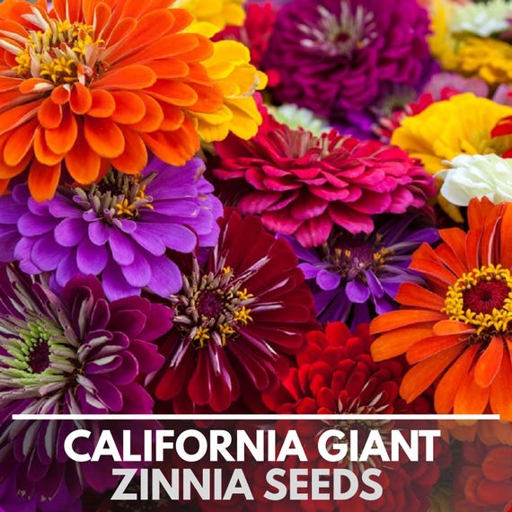 California Giant Zinnia Seeds Heirloom Non-GMO