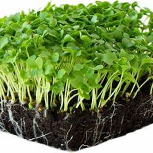 Vates Blue Scotch Curled Kale MICROGREEN Seeds | Non-GMO | Heirloom