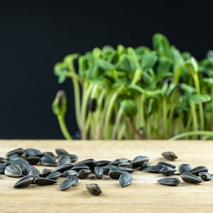 Organic Black Oil Sunflower MICROGREEN Seeds | Non-GMO | Heirloom