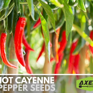 Hot Cayenne Pepper Heirloom Non-GMO Seeds image 3