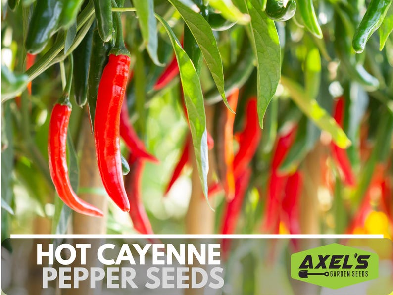 Hot Cayenne Pepper Heirloom Non-GMO Seeds image 3