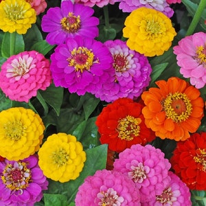 Lilliput Zinnia Mix Seeds | Non-GMO | Heirloom | Fresh Garden Seeds