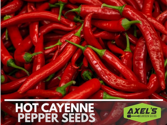 Hot Cayenne Pepper Heirloom Non-GMO Seeds
