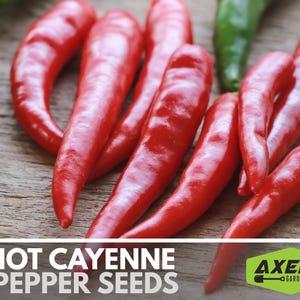Hot Cayenne Pepper Heirloom Non-GMO Seeds image 4