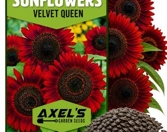 Op de afbeelding: Een zakje zaden voor Velvet Queen zonnebloemen met een groene koptekst met de tekst Non-GMO Heirloom Sunflowers Velvet Queen en een groene voettekst met de tekst Axel's Garden Seeds. Een hoopje donkere zonnebloempitten ligt voor het zakje.
