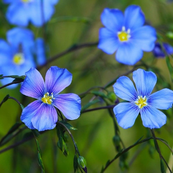 Blue Linum Flax Seeds | Non-GMO | Heirloom | Fresh Garden Seeds