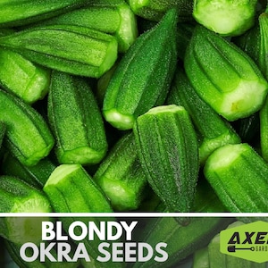 Blondy Okra Heirloom Non-GMO Seeds