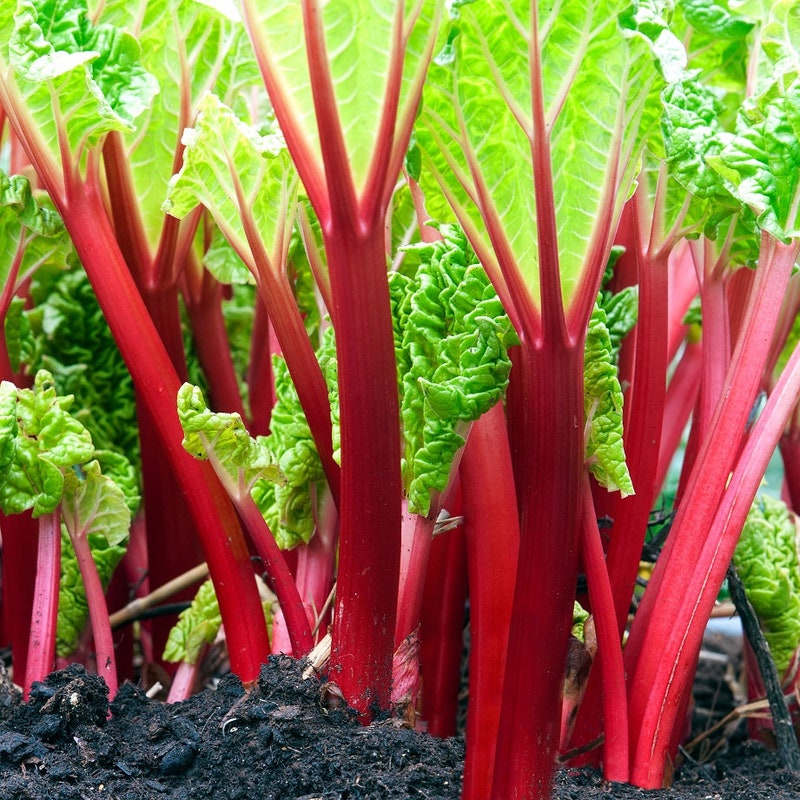 Rhubarb Seeds - Victoria main image 1