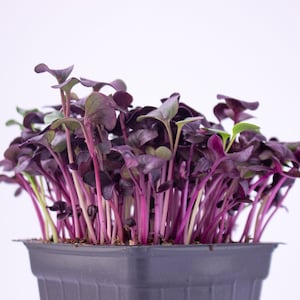 Purple Radish MICROGREEN Seeds | Non-GMO | Heirloom | Seeds for Sprouting