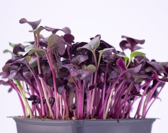 Könnte beinhalten: Nahaufnahme eines Behälters mit roten Sprossen. Die Sprossen wachsen in einem schwarzen Plastikbehälter. Die Sprossen haben eine leuchtende violette Farbe.