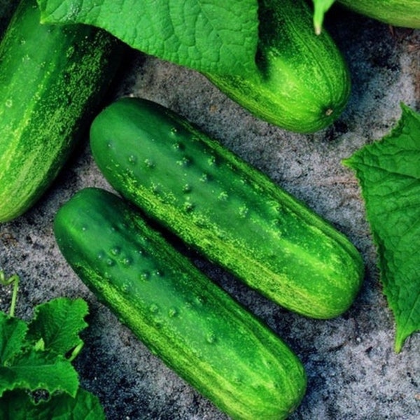 Pioneer F1 Cucumber Seeds | NON-GMO | Heirloom | Fresh Garden Seeds