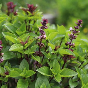 Thai Basil Seeds - Heirloom Non GMO Herb Seeds
