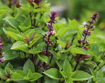 Thai Basil Seeds - Heirloom Non GMO Herb Seeds