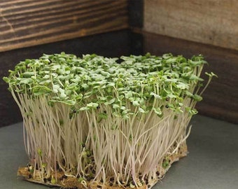 American Purple Top Rutabaga MICROGREEN Seeds | Heirloom | Non-GMO | Sprouts