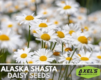 Alaska Shasta Daisy Heirloom Non-GMO Seeds