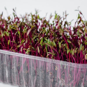 Bulls Blood Beet Microgreens | Heirloom | Non-GMO | Seeds for Sprouting