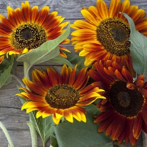 Sunflower Seeds - Vibrant Heirloom Blooms, Free Shipping, Autumn Beauty Variety