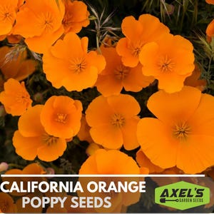 California Orange Poppy Heirloom Non-GMO Flower Seeds
