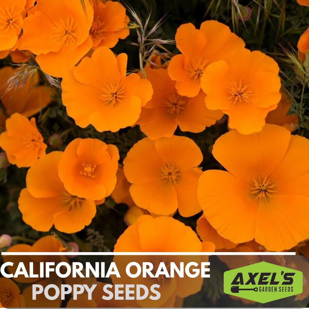 California Orange Poppy Heirloom Non-GMO Flower Seeds