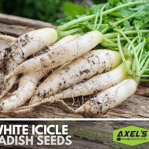 White Icicle Radish Heirloom Non-GMO Seeds