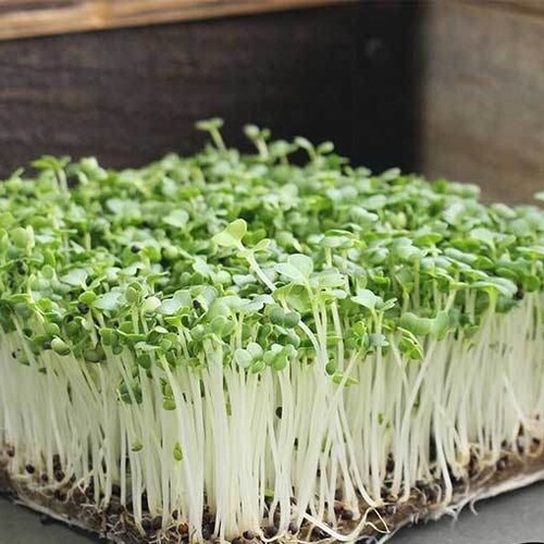 Pak Choi Cabbage MICROGREEN Seeds | Non-GMO | Heirloom | Seeds for Sprouting