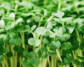 Organic Broccoli MICROGREEN Seeds | Heirloom | Non-GMO | Seeds for Sprouting