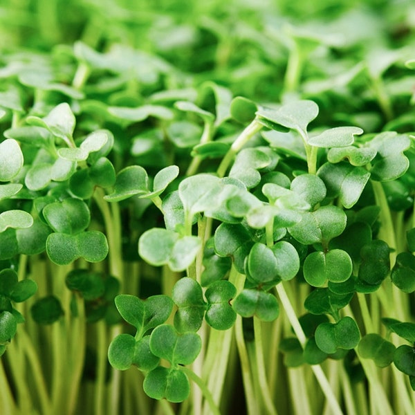 Puede incluir: Primer plano de un grupo de microgreens verdes vibrantes, mostrando sus delicadas hojas y tallos.